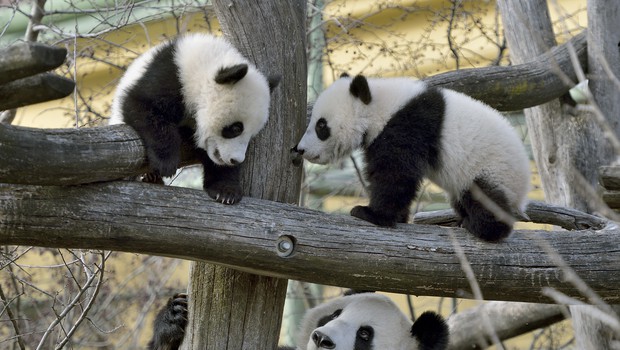 Francija: Panda skotila dvojčka, a eden kmalu poginil (foto: Norbert Potensky)