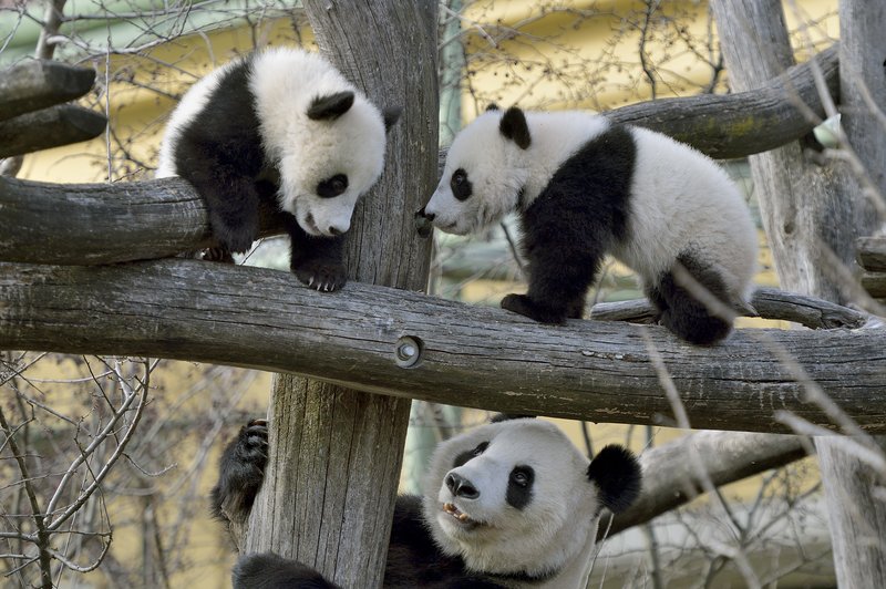 Dunajski živalski vrt: dvojčka pande prvič v zunanji ogradi (foto: Norbert Potensky)