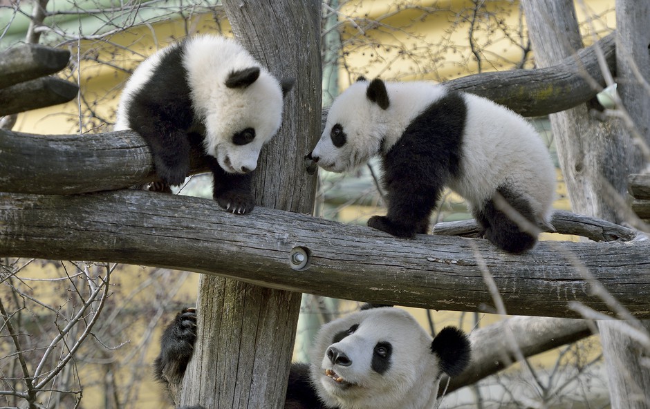 Francija: Panda skotila dvojčka, a eden kmalu poginil (foto: Norbert Potensky)