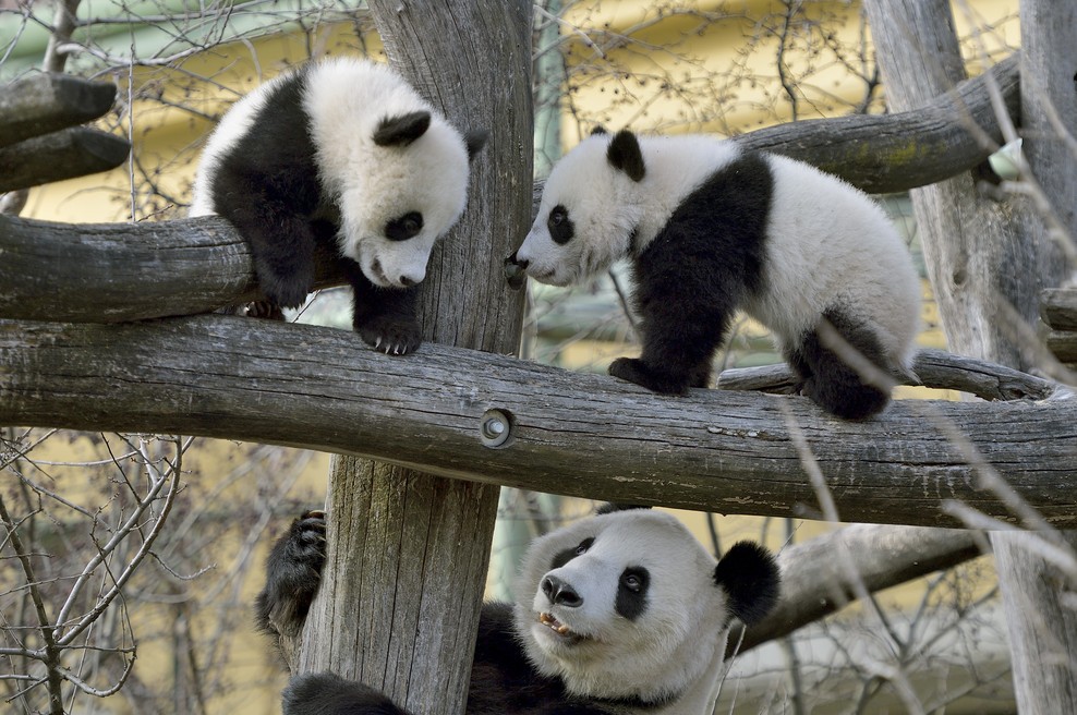 Francija: Panda skotila dvojčka, a eden kmalu poginil (foto: Norbert Potensky)