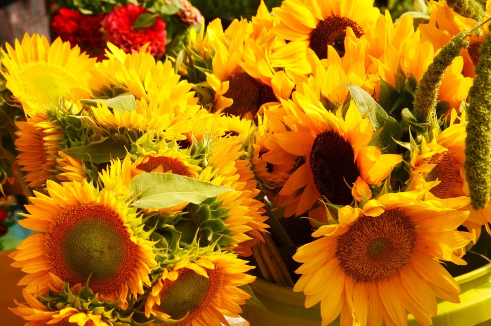 Spomladanski sejmi Flora, Poroka, Altermed in čebelarji že naslednji vikend! (foto: profimedia)