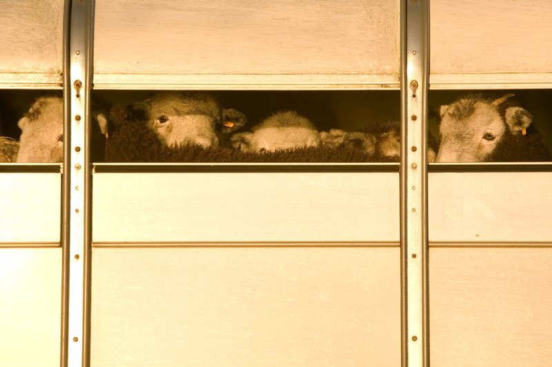 Obsodilna preiskava razkrila kruto ravnanje z izvoženo živino iz Evrope! (foto: profimedia)