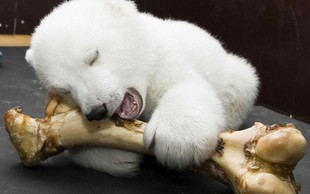 Žalostna novica iz berlinskega živalskega vrta: umrl je severni medvedek Fritz!