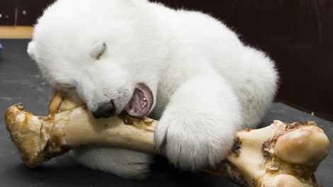 Žalostna novica iz berlinskega živalskega vrta: umrl je severni medvedek Fritz!