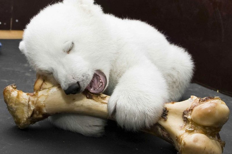 Žalostna novica iz berlinskega živalskega vrta: umrl je severni medvedek Fritz! (foto: profimedia)