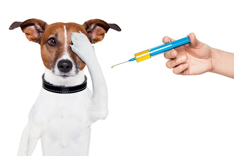 Živalsko carstvo: Preverite datum obveznega cepljenja proti steklini (foto: Shutterstock)