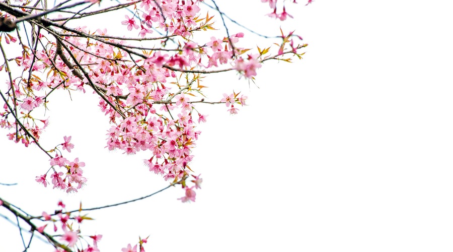 Sajenje sadnega drevja je eno izmed prvih opravil v prebujajoči se pomladi (foto: shutterstock)