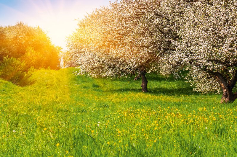 Medeni park: Cvetlični travniki  iz otroških spominov (foto: Shutterstock)