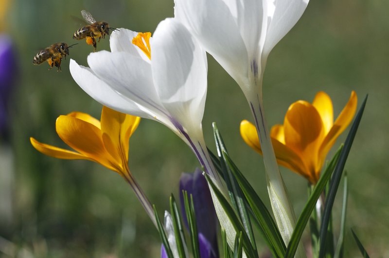 Vzemite si trenutek za Oshojevi meditaciji v poklon pomladi! (foto: profimedia)