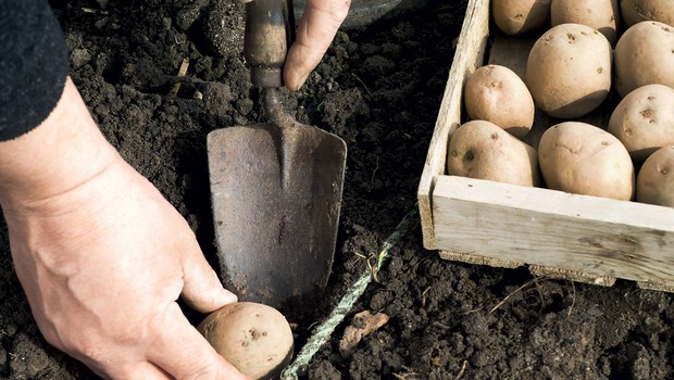 Sajenje krompirja (foto: Shutterstock)