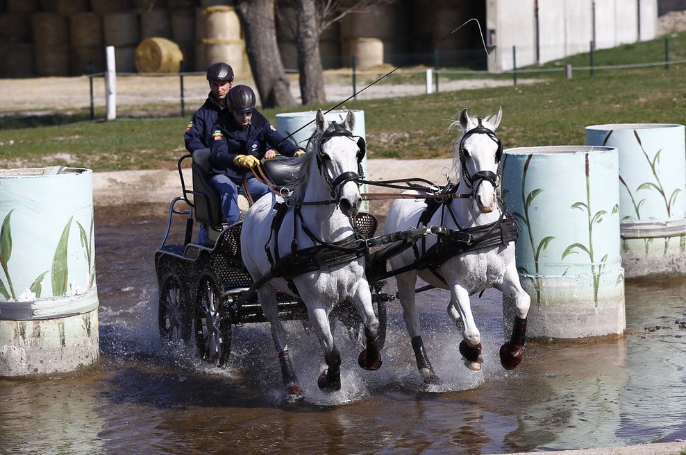 Svetovno prvenstvo v Lipici - največje konjeniško tekmovanje!V SLOVENIJI DOSLEJ (foto: Sibil Slejko)
