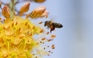 Občina, organizacije in posamezniki za 'Pomagajmo čebelici – Ocvetličimo mesto'