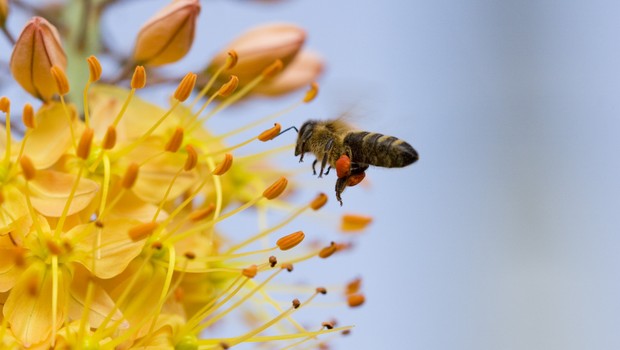 Občina, organizacije in posamezniki za 'Pomagajmo čebelici – Ocvetličimo mesto' (foto: profimedia)