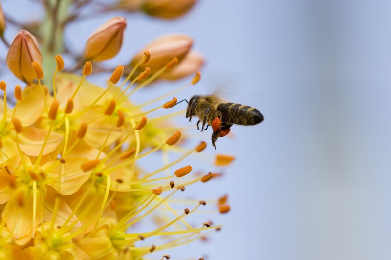 Občina, organizacije in posamezniki za 'Pomagajmo čebelici – Ocvetličimo mesto' (foto: profimedia)