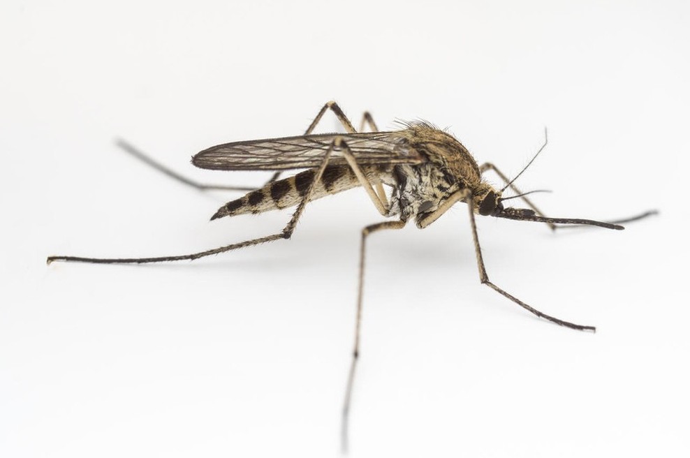 Na Dunaju razvili novo cepivo proti virusu zika (foto: profimedia)