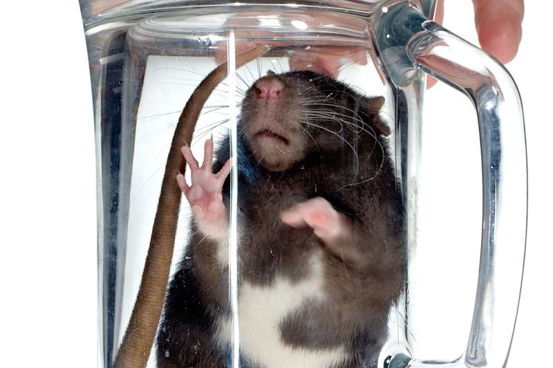 Indijske podgane naj bi popile več tisoč litrov zaseženega alkohola, trdi nek policijski uradnik! (foto: profimedia)