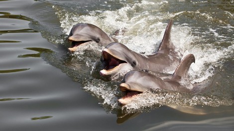 Francija prepovedala vzrejo delfinov in ork v ujetništvu