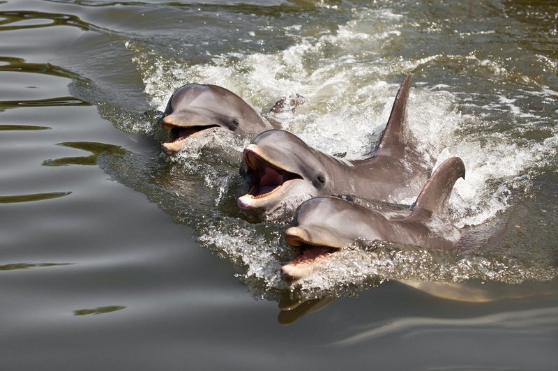 V Piranu danes dan delfinov (foto: profimedia)