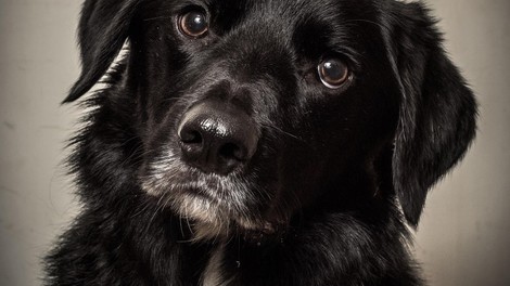 VIDEO: Ganljivo srečanje psičke in lastnika po treh letih