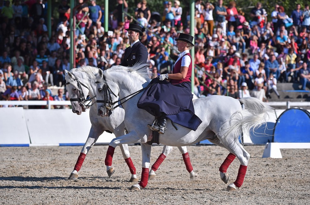 Dan lipicanca bo poklon 437. rojstnemu dnevu lipicanca (foto: Sibil Slejko)
