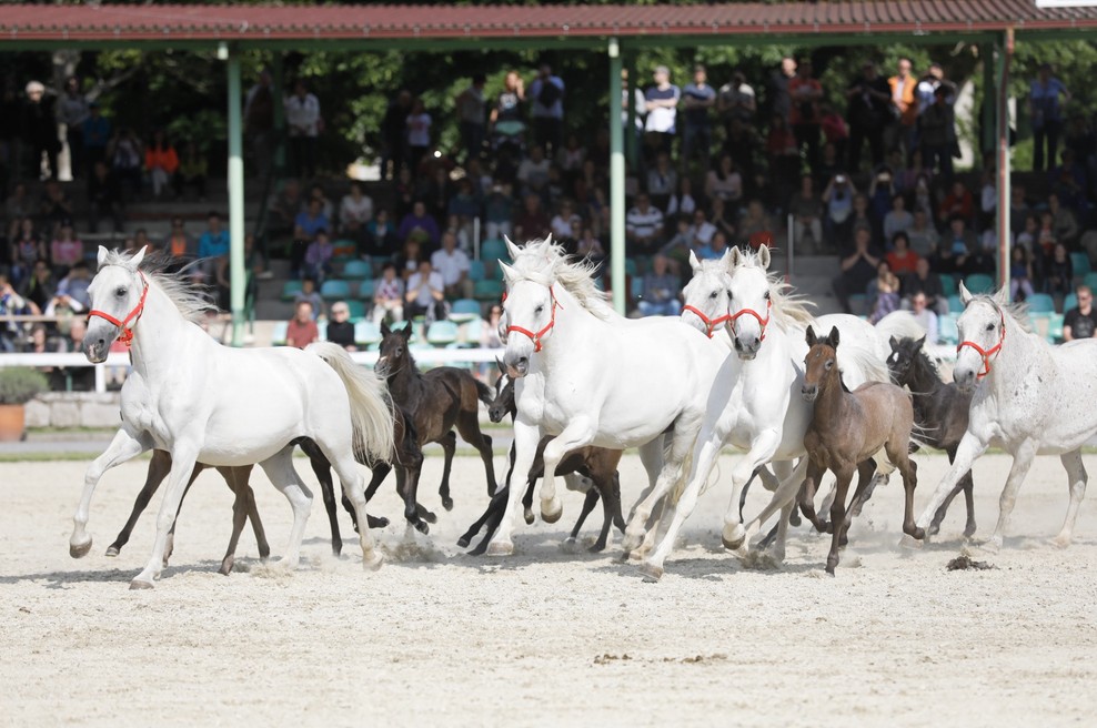 Najmlajša žrebeta so pripravila najbolj ganljiv prizor ob dnevu lipicanca (foto: Promo)