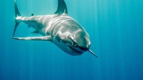 Žrelo v živo: avstralskemu ribiču je v čoln skočil beli morski pes!