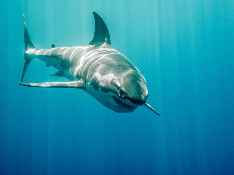 Žrelo v živo: avstralskemu ribiču je v čoln skočil beli morski pes! (foto: profimedia)