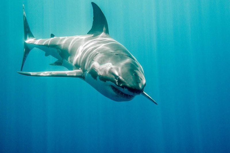 Morski psi dvakrat napadli na priljubljenih avstralskih otokih (foto: profimedia)