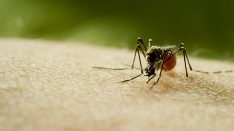 Discovery s filmom Mosquito svari pred naslednjo pandemijo!