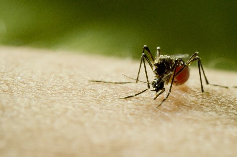 Discovery s filmom Mosquito svari pred naslednjo pandemijo! (foto: Discovery Press)
