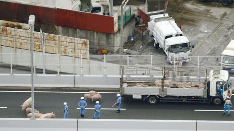 19 prestrašenih prašičev pozvročilo kaos na japonski avtocesti!