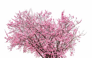 Simbolika češnje - drevesa nesmrtnosti