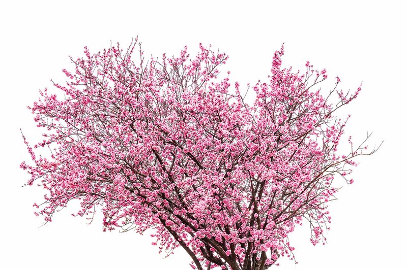 Simbolika češnje - drevesa nesmrtnosti (foto: Shutterstock)