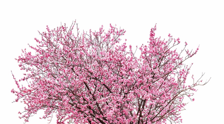 Simbolika češnje - drevesa nesmrtnosti (foto: Shutterstock)