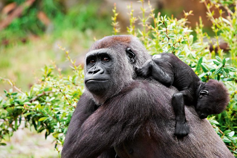 Rojstvo male gorile v živalskem vrtu v ZDA (foto: Profimedia)