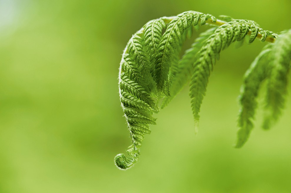 Simbolika praproti: moč, da postanete nevidni (foto: Shutterstock)