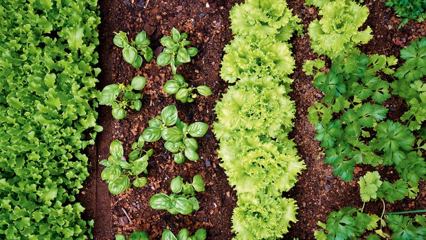 Vrtnarjenje: Učinkovit razpored na gredah (foto: Shutterstock)