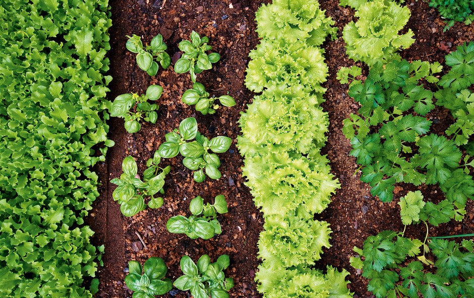 Vrtnarjenje: Učinkovit razpored na gredah (foto: Shutterstock)