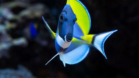 Rekordne temperature Ligurskega morja že privabljajo tropske ribe!