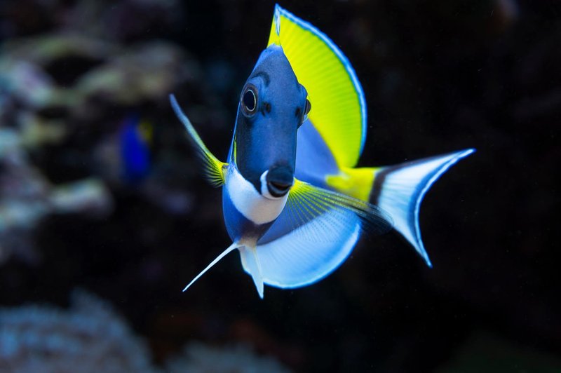 Rekordne temperature Ligurskega morja že privabljajo tropske ribe! (foto: profimedia)