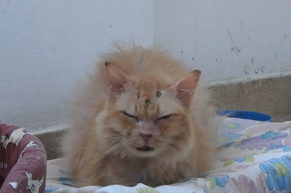 Zgodba o 17-letni mucki: Po mučenju in zlorabi se ji je vrnilo zaupanje v ljudi (foto: The Orphan Pet)