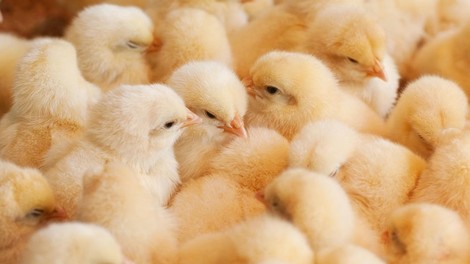 Avstrijsko avtocesto blokiralo na tisoče piščancev