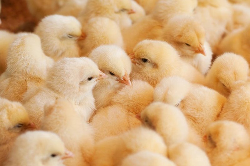 Zaradi škandala z oporečnimi jajci zdaj pod drobnogledom piščanci (foto: profimedia)