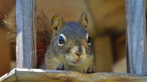 Po brooklynskem parku straši napadalna veverica