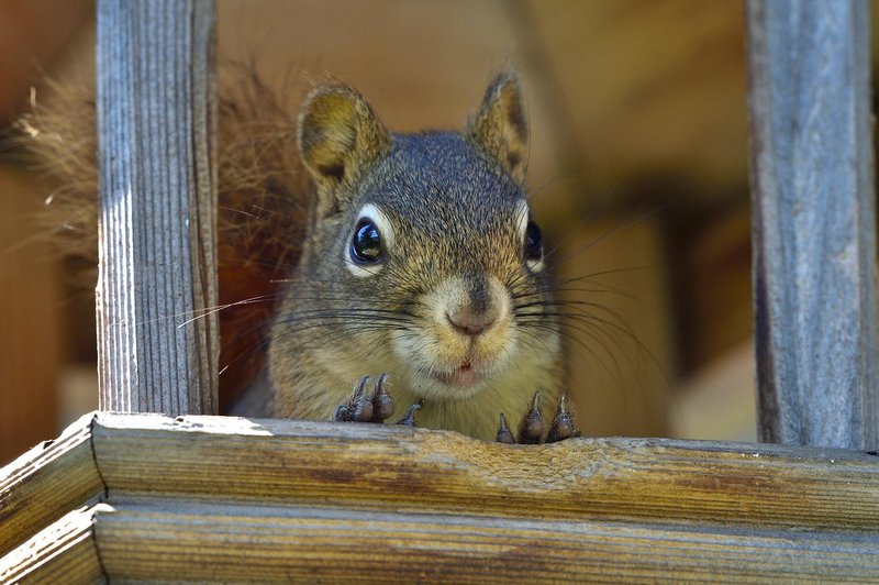 Po brooklynskem parku straši napadalna veverica (foto: profimedia)