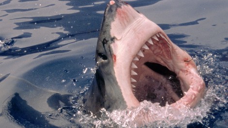 Teden morskih psov (Shark Week) je v polnem teku - konec tedna še finale!