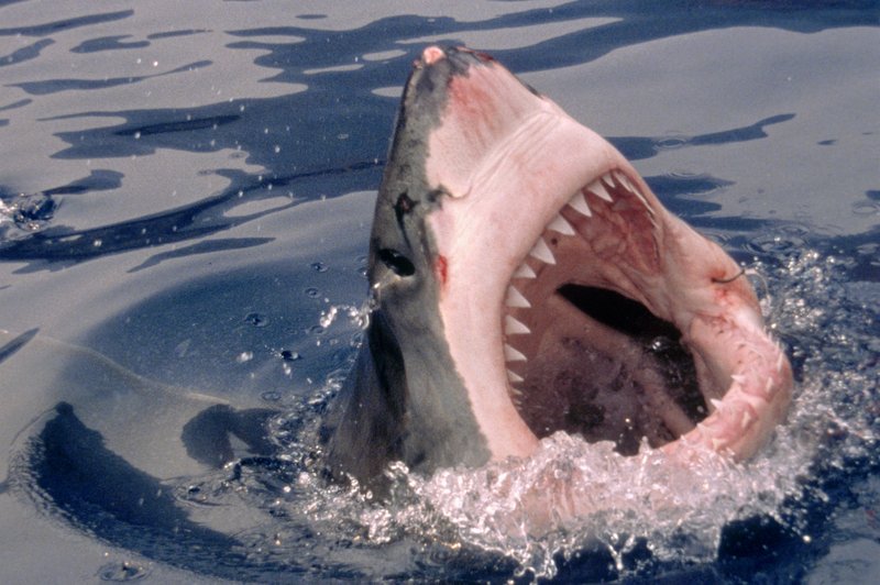 Teden morskih psov (Shark Week) je v polnem teku - konec tedna še finale! (foto: Discovery Press)
