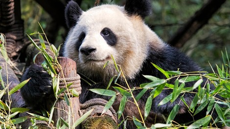 Na Kitajskem uspešno izvedli parjenje divje pande in pande v ujetništvu