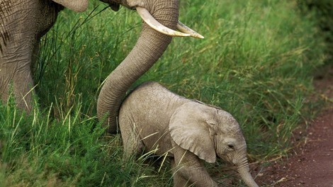 Malavi: V naravni rezervat premestili 520 slonov