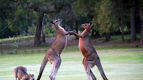 Avstralija: Kenguru napadel moškega in žensko, pregnal ga je šele njun sin!